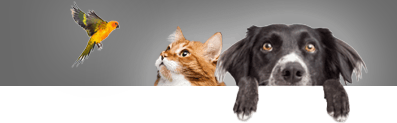 Pet modelling